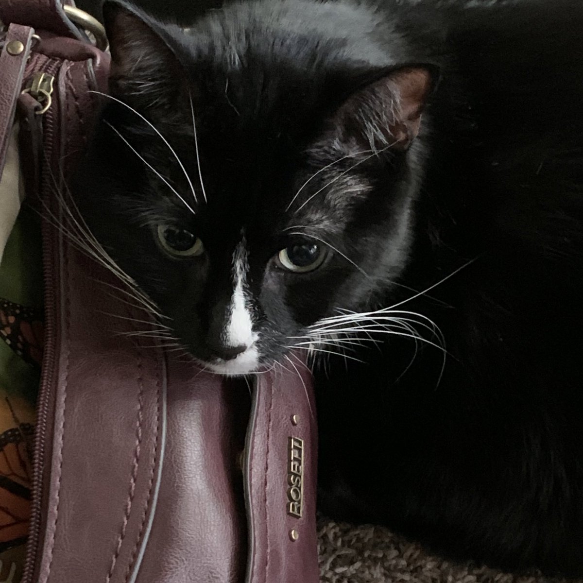 VMundae's tweet photo. #TobeUpdate TY 2 everyone who has been helping spread the word & also especially to those who have helped with #TobesGoFundMe. He’s feeling a bit better & spent the morning under my desk. This afternoon took a nap on my purse. Not there yet but he’s getting there. 🐾💖🐾 https://t.co/qn1BWvRyOu