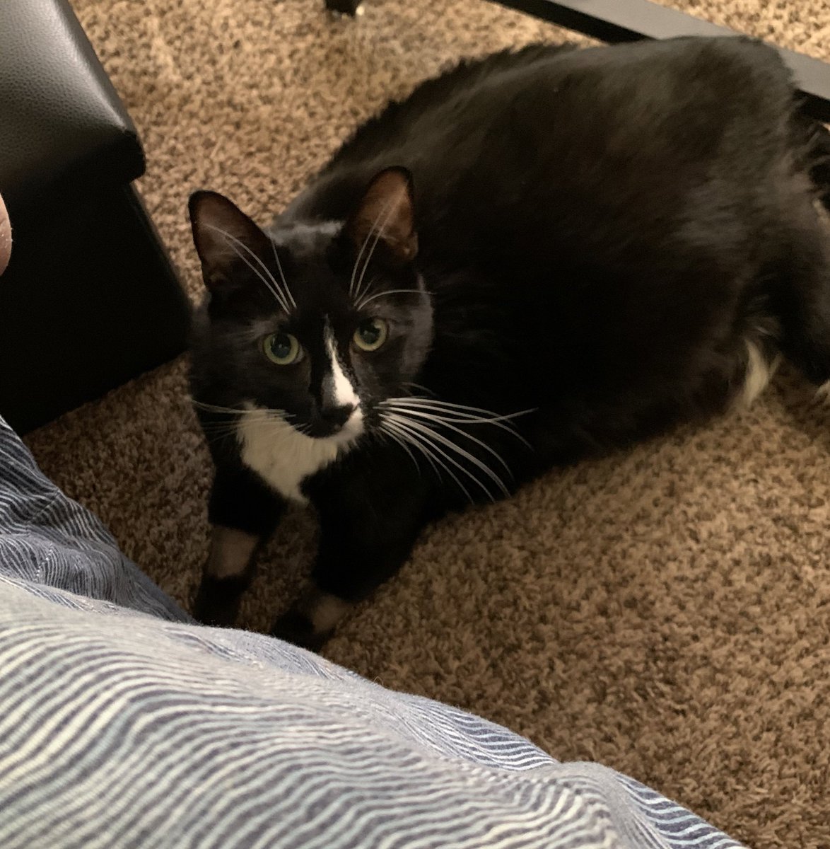 VMundae's tweet photo. #TobeUpdate TY 2 everyone who has been helping spread the word & also especially to those who have helped with #TobesGoFundMe. He’s feeling a bit better & spent the morning under my desk. This afternoon took a nap on my purse. Not there yet but he’s getting there. 🐾💖🐾 https://t.co/qn1BWvRyOu