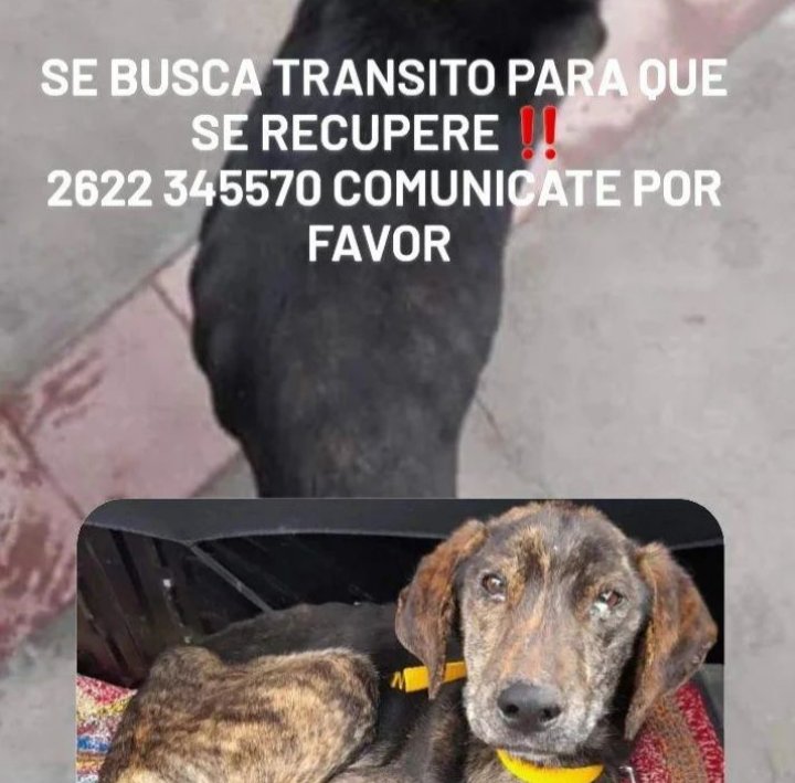TuayudaesONG's tweet photo. Necesitamos ayuda con TRÁNSITO para ésta perrita que está en estado de desnutrición también! 

Solamente necesita un lugarcito. 

➡️TODO PAGO
➡️ Comunicarse a este número o con nosotras https://t.co/jqSjKN1Alz