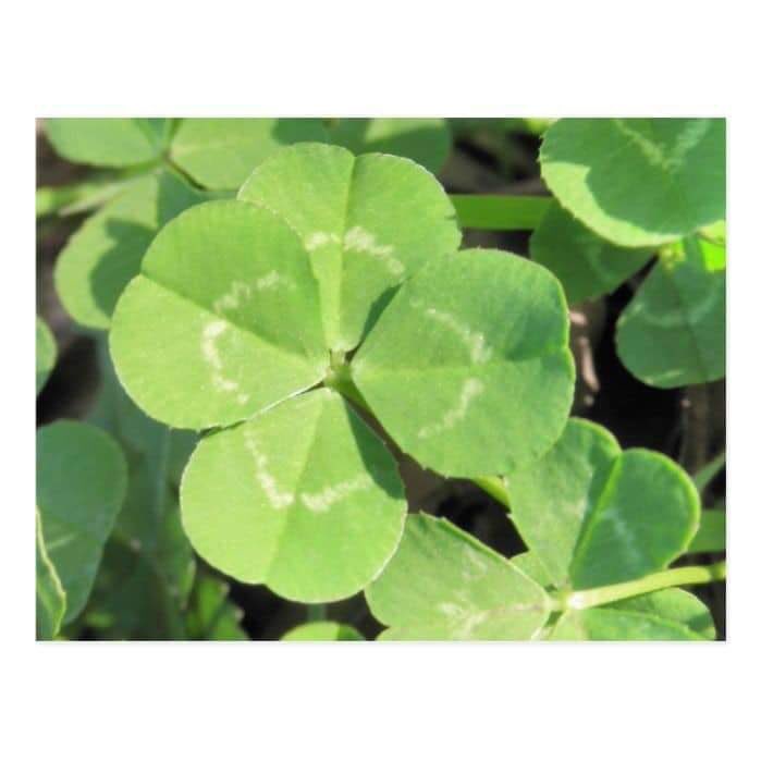 🌬 if you are seeing this tweet:

🍀 your day will be filled with good luck and success
🍃you will give out and attract positive vibes all day
🧿 all the evil tongue that rises against you will fall