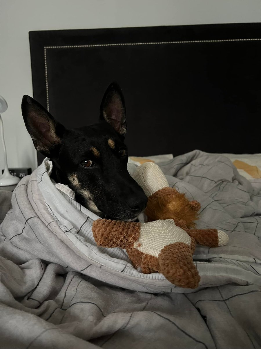 MayraEsRobles's tweet photo. Joaquin busca hogar amoroso RT para que encuentre a su futura familia✨❤️ @UbicapetMexico @PrrosPerdidosMX @PpEncontradosMx https://t.co/vI5H9xAzNP