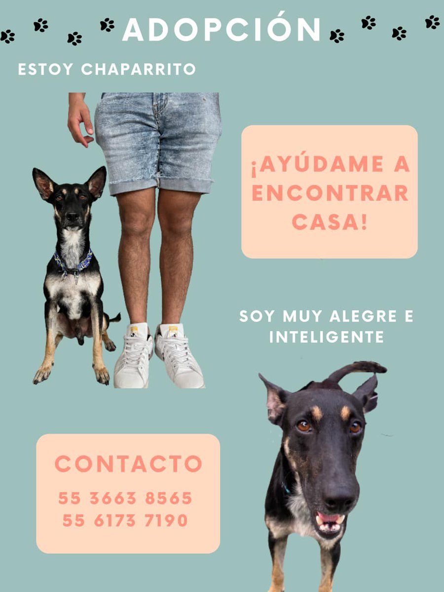 MayraEsRobles's tweet photo. Joaquin busca hogar amoroso RT para que encuentre a su futura familia✨❤️ @UbicapetMexico @PrrosPerdidosMX @PpEncontradosMx https://t.co/vI5H9xAzNP