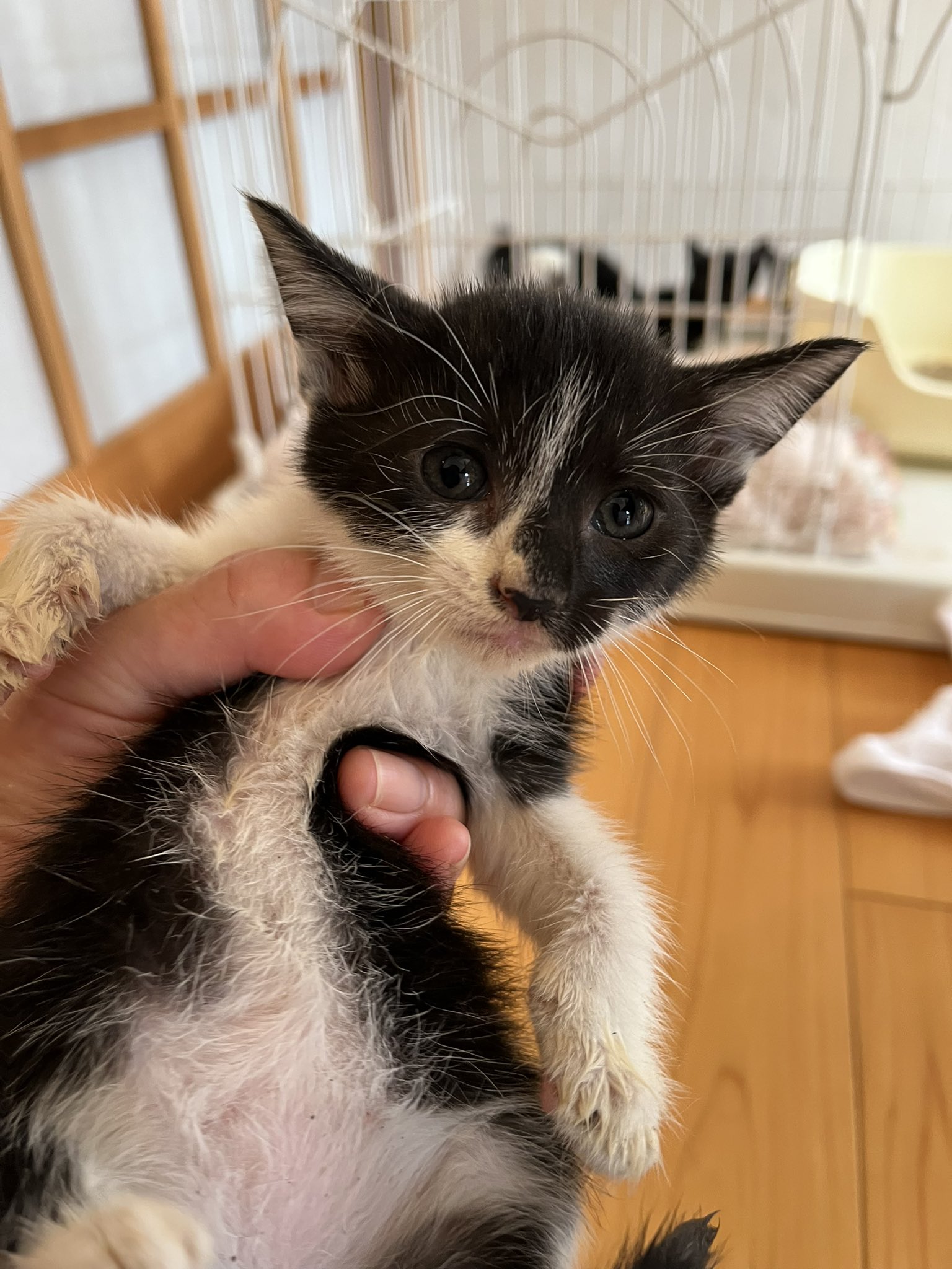 Masako Kameyama くらねこ 倉敷に猫のためのふるさと納税を 署名実施中 Robita Septembe Twitter