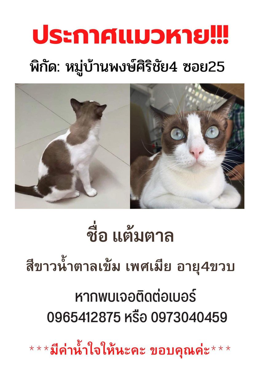 ootbch's tweet photo. ฝากหน่อยนะคะหมู่บ้านพงษ์ศิริชัย4 ซอยเพชรเกษม81ค่ะ มีค่าสินน้ำใจให้นะคะอยากได้น้องคืนมากๆ  #แมวหาย https://t.co/gU262vHHN3