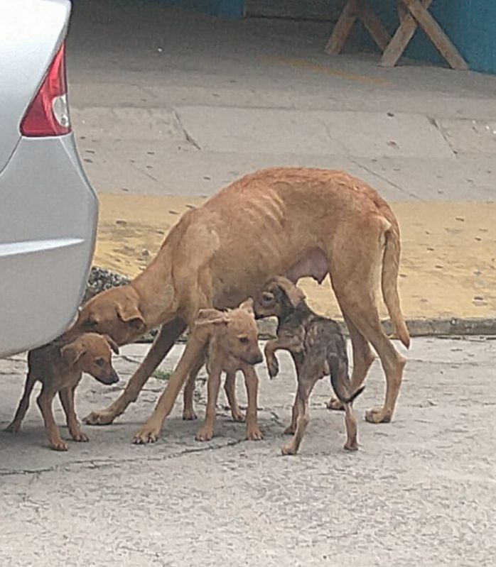 Coronita007's tweet photo. De remate le mataron otros dos cachorros a la perrita de la foto.... la persona que denuncia ha ido incansablemente a la Alcaldía y lo único que hacen es burlarse de ella @IvonneHernandSv si bien no podemos hacer nada pues nadie es capaz de decir quien fue...... (SIGO) https://t.co/ER5Y81YLad