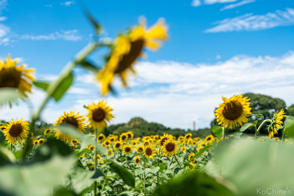 昭和記念公園 Twitter Search Twitter 昭和記念公園 Twitter Search Twitter