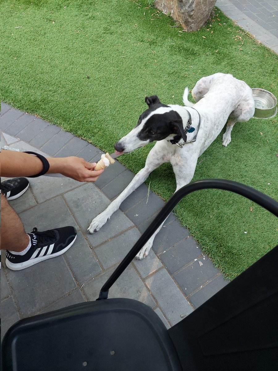 StephanieF21_'s tweet photo. When days are hard, all i think about is if i work hard enough, i can go back to the Midwest and see my brother's dog. I've had an itch to be around dogs again, but we all know a PhD stipend does not have room for one
 (excuse to post Apollo; i love dogs) https://t.co/WVGTJsdM1Z