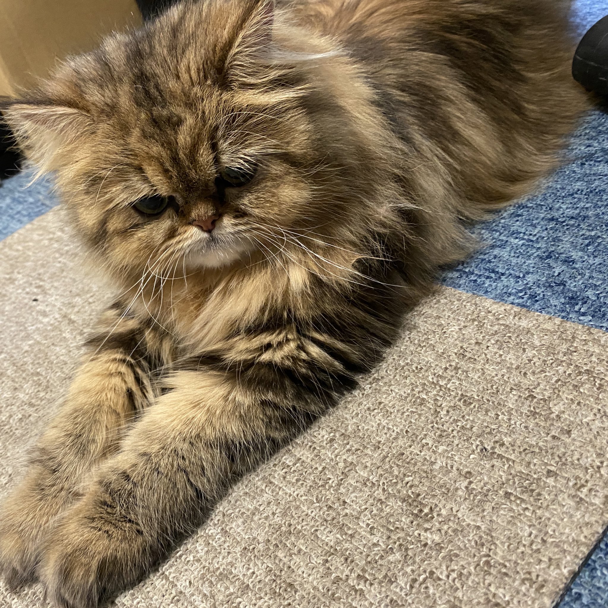 猫のたろう おててピーンしてるボタン猫さん 猫好きさんと繋がりたい 猫のいる暮らし 猫好き T Co Cg2dosztcv Twitter