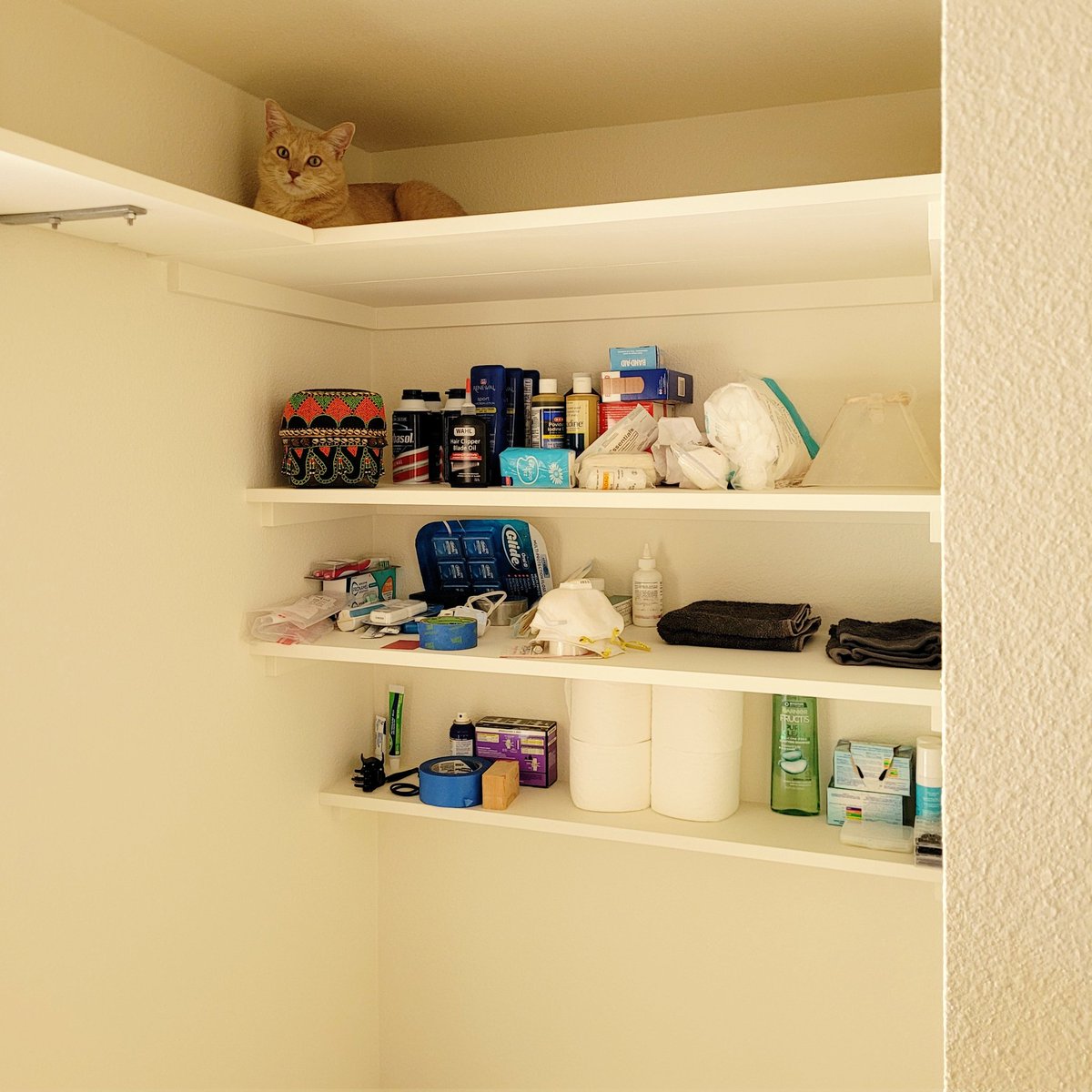 iamscicomm's tweet image. Vertical space is so important for the wellbeing of domestic cats. I recently built some wall shelves for storage, and included some for the cats too. #CatsOfTwitter #CatScience #AnimalWelfare Tweet#0023
