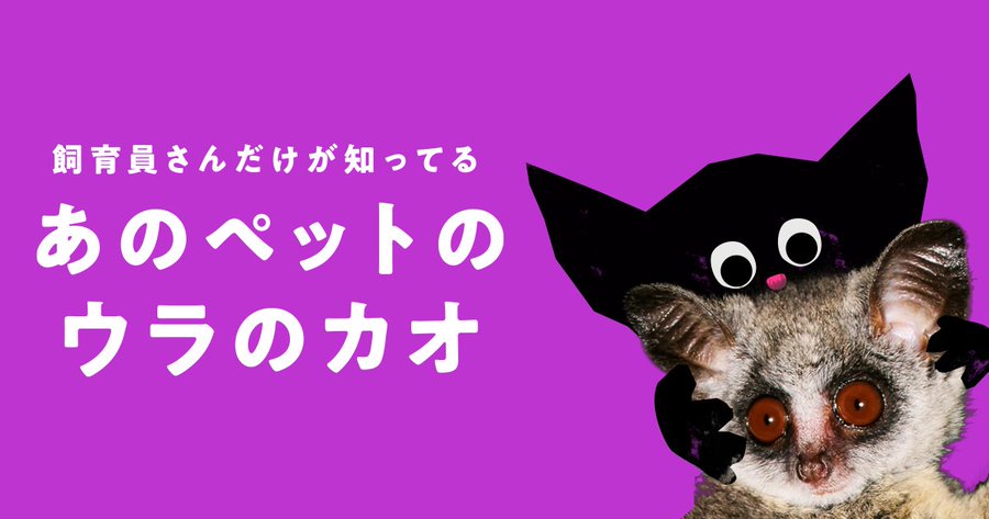 ショウガラゴはどんな販売店で購入できる 価格や飼育の注意点も解説 あにまろ る
