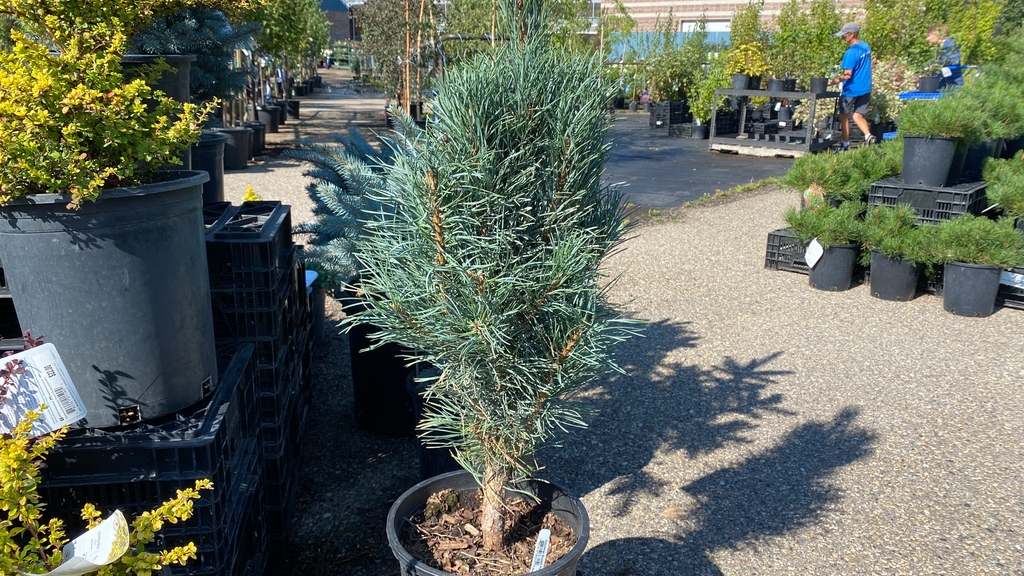 greengategarden's tweet photo. Have a small yard? City yards have been getting smaller, but there are now more columnar trees than ever to choose from. Pictured here in our tree lot is the Columnar Mountain Ash; Columnar Scotch Pine; & Tower Poplar. We're here to answer your questions!
#yyctrees #greengateyyc https://t.co/a2osOk7Ixf