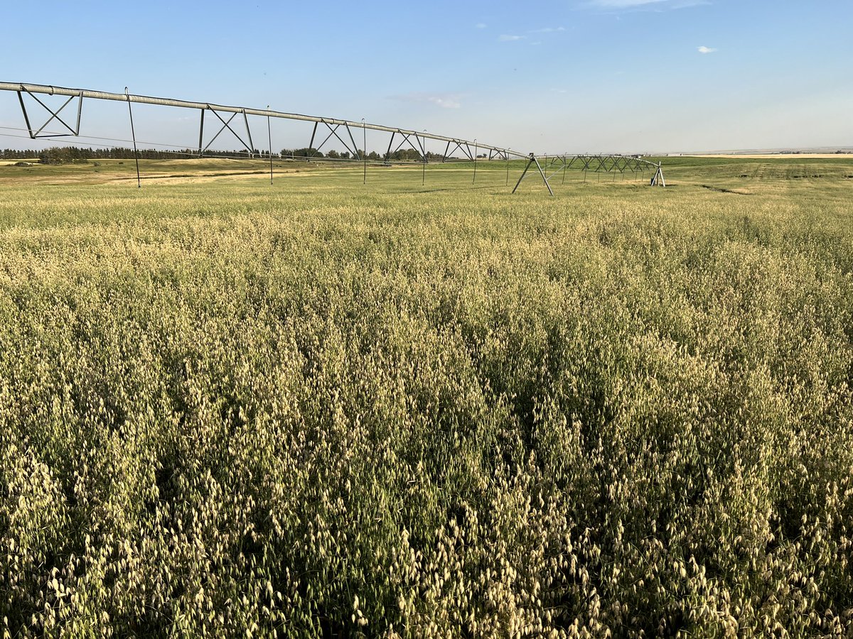 HobbyFarmerMatt's tweet photo. #arborg #oats pushed to the limit! Lodging in spots but that's ok by me. Should be less then a week of water left at 3-4mm/day through heat before the #irrigation acres really starts to turn. @CropIntel @PremiumAg @Stampseeds https://t.co/PGfYTQNJDC