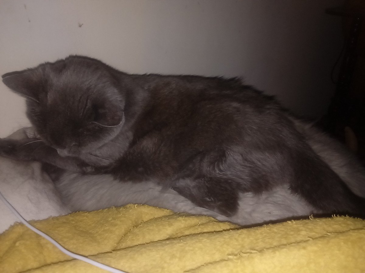 stevecheriton's tweet photo. My little baby girl is poorly sick https://t.co/4IxmkbkNkU