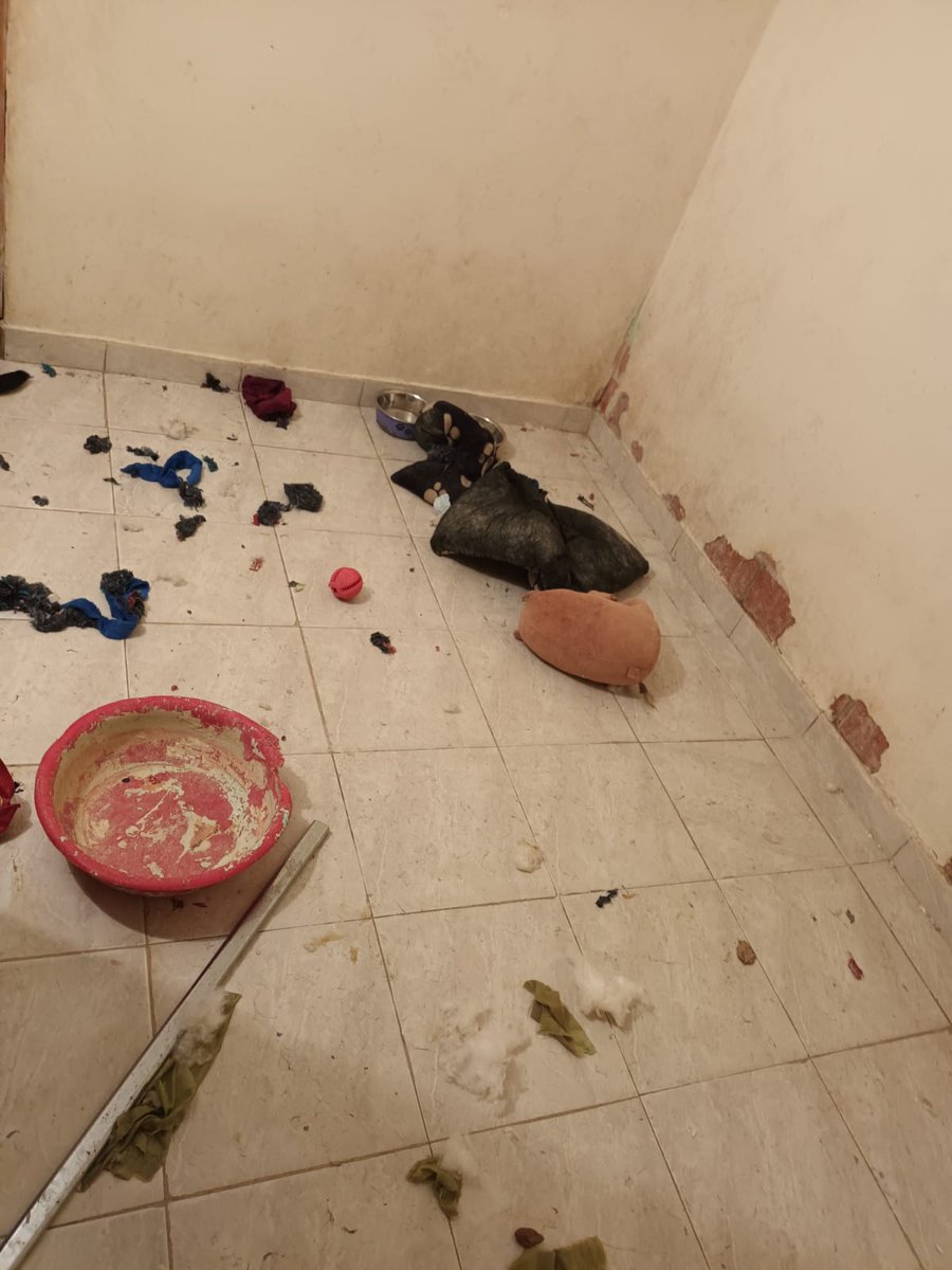 FEDAMCO1's tweet photo. Esta perrita la dejaron los dueños que se mudaron a otro predio y la abandonaron. El animal permanece  solo y aúlla todo el tiempo.Avenida calle 153 #115 80  bosques de camino verde agrupación III, torre 10. Solicitamos a @AnimalesBOG adelantar acciones. https://t.co/sXlYVUio4w