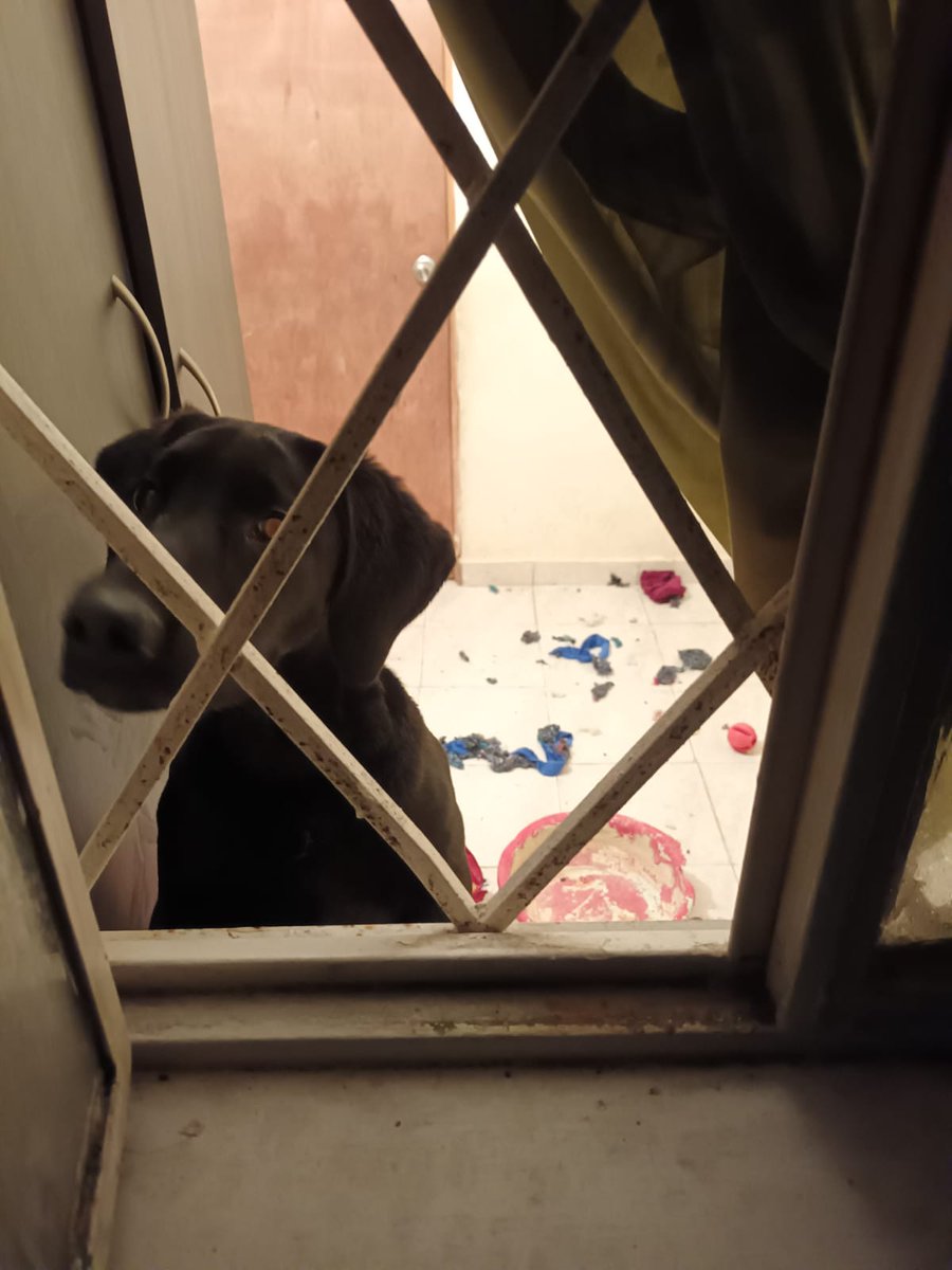 FEDAMCO1's tweet photo. Esta perrita la dejaron los dueños que se mudaron a otro predio y la abandonaron. El animal permanece  solo y aúlla todo el tiempo.Avenida calle 153 #115 80  bosques de camino verde agrupación III, torre 10. Solicitamos a @AnimalesBOG adelantar acciones. https://t.co/sXlYVUio4w