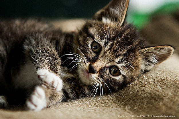 I think my husband’s kittens have taken a liking to me...