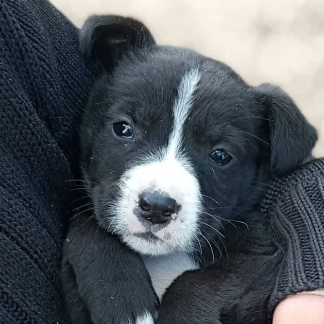TuayudaesONG's tweet photo. Miren qué hermosa bebé 😍

ADOPCIÓN RESPONSABLE 💛

➡️ Cachorra de 45 días aprox 
➡️ Desparasitada  
➡️ Esterilización obligatoria a los 6 meses 
➡️ Contacto:2622694658 https://t.co/YjBbHLUKIP