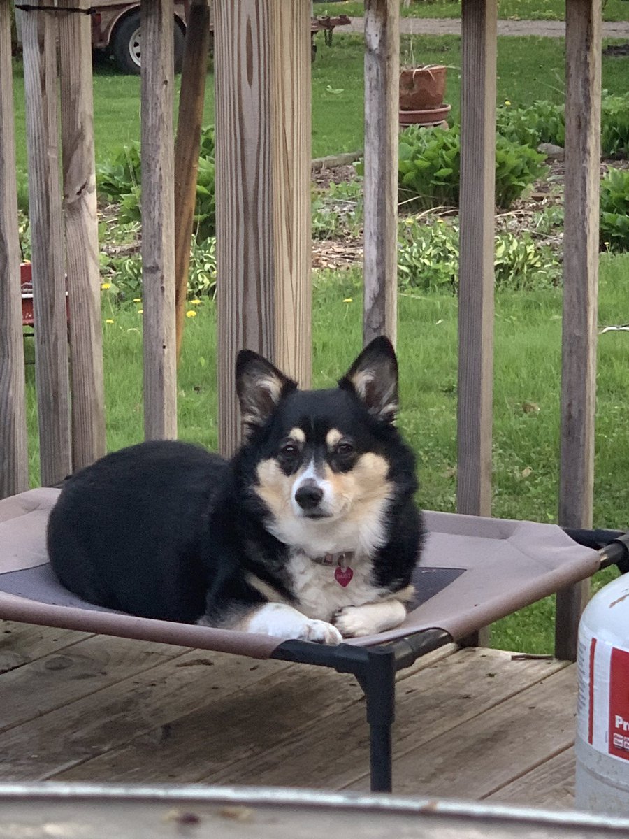 spacegoat's tweet photo. @StephenKing She looks a lot like Daisy. https://t.co/q019IuSCuQ