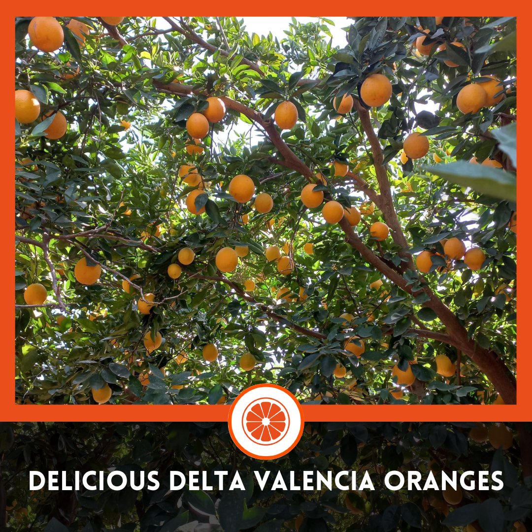 Jupiter Group tweet media