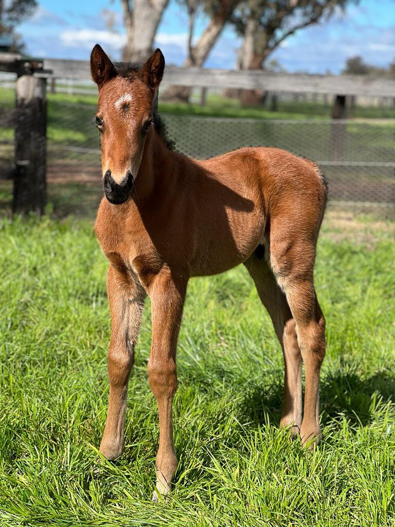 BhimaTBreds's tweet photo. 🟣 One week old and as cute as can be!

We couldn’t be happier with our superb colt by @CoolmoreAus’s King’s Legacy out of G1-winner Toffee Tongue (bright bay). 

While our Wootton Bassett x Patsy Boyne (brown) filly is growing into a strong athletic foal 👌🏻 https://t.co/8G3O0IRbyE