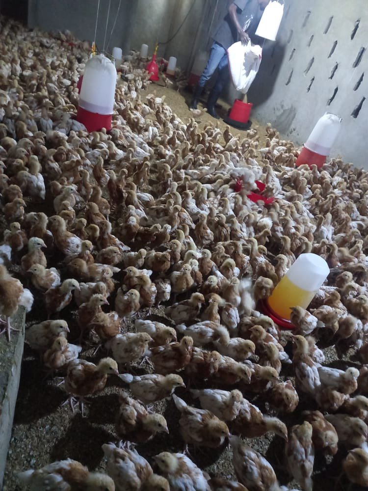 nambeya_chama's tweet photo. Transwest Village Chicken Project owned by Kombelwa Nawa, a poultry farmer in Mongu. Nawa received funds from #SCReBs Project has expanded his business and is engaged in producing improved village chickens, farmer training, incubation services, out grower support and marketing. https://t.co/hygSnPbZqL