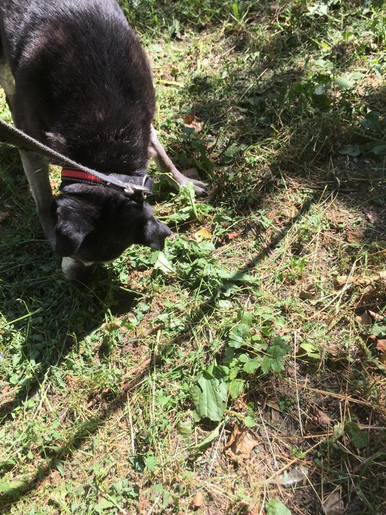 Шейла передаёт счастливый привет из дома. Кстати, эту красоту теперь зовут Жулька. Ее хозяйка рассказывает, что собака стала  крепко спать, не как раньше - настороженно, чутко. Это значит, что Жуля теперь полностью доверяет своей новой семье и не караулит ситуацию вокруг