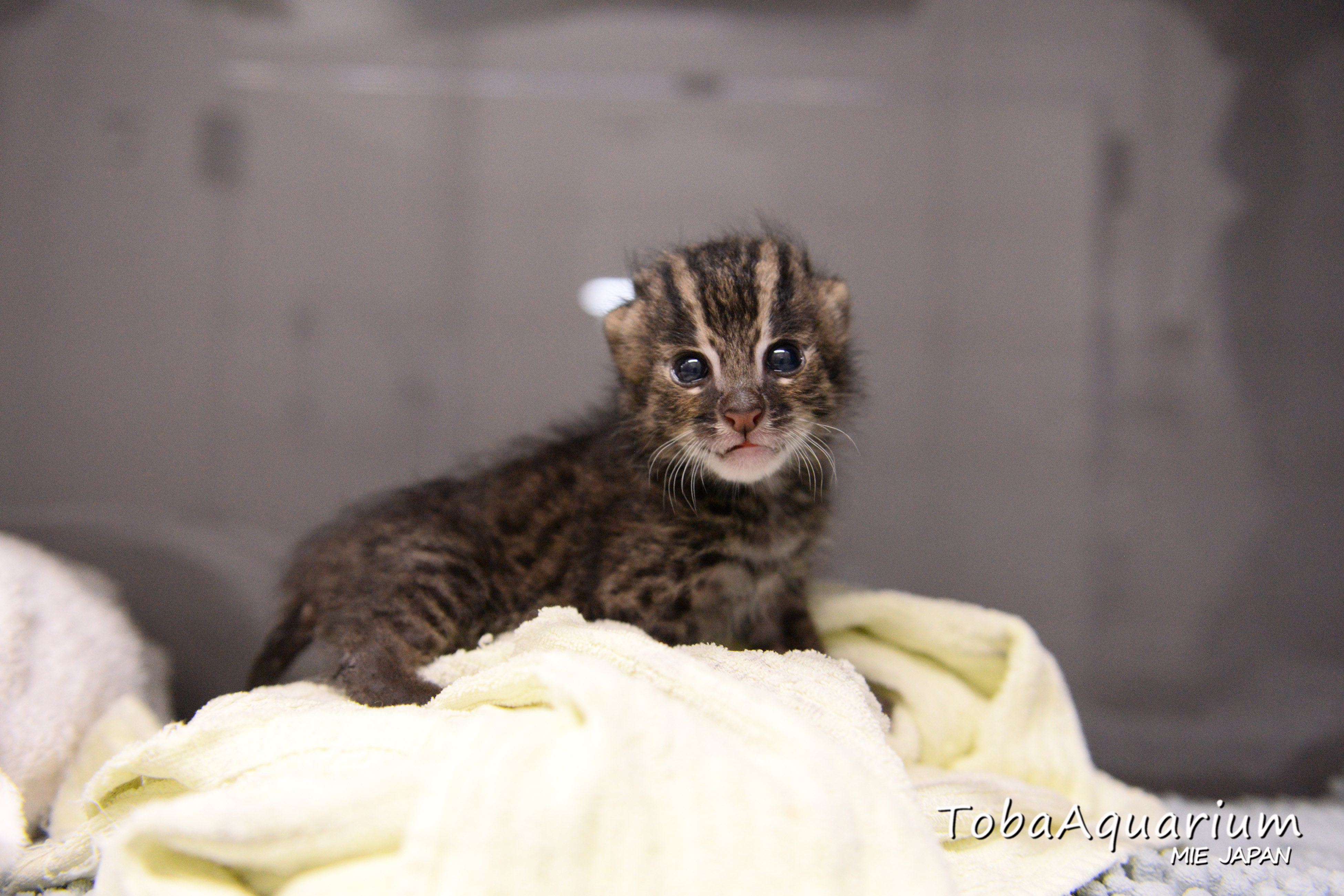鳥羽水族館 Toba Aquarium スナドリネコの赤ちゃん 眼がパッチリ開きました まだ生後２週間ほどですが なんとな くお兄ちゃんの シェル に似ているような どんなおてんば猫に成長していくのか楽しみです 鳥羽水族館 スナドリネコ 赤ちゃん