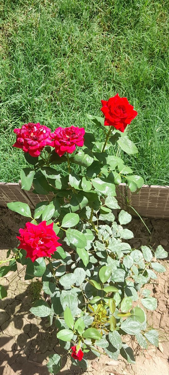 "لكَ الحَمْدُ أنتَ الذي تضَعُ الصِّعابَ وتَمُدُّ بالقوَّة
تخلُقُ التَّعثرَ وتهَبُ القُدْرَةَ على النُّهوض تُعطِي لحكمةٍ وتأخذُ لحكمَةٍ ولا حولَ لنا ولا قوَّةَ إلا بِكَ !" ❤