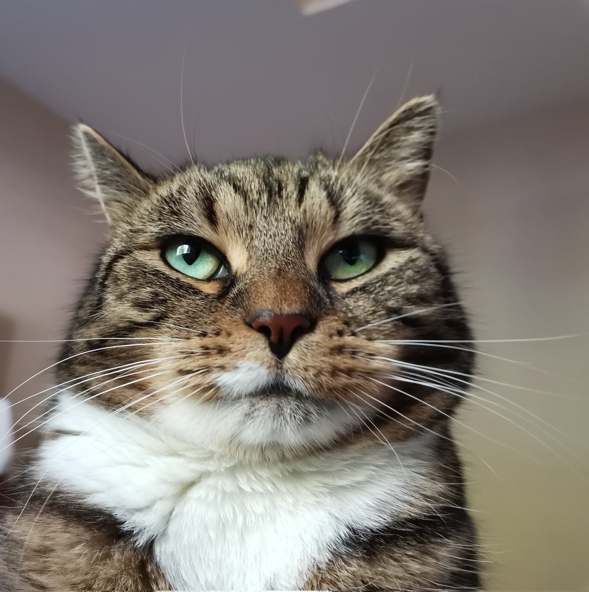 MaisaTheCat's tweet photo. Hi #CatsOfTwitter friends 🐾🌞How is your summer going so far?
I have been on vacation since spring but now I'm back 🐅😁
Have a lovely day ♥️ https://t.co/tBsM2dNyKd