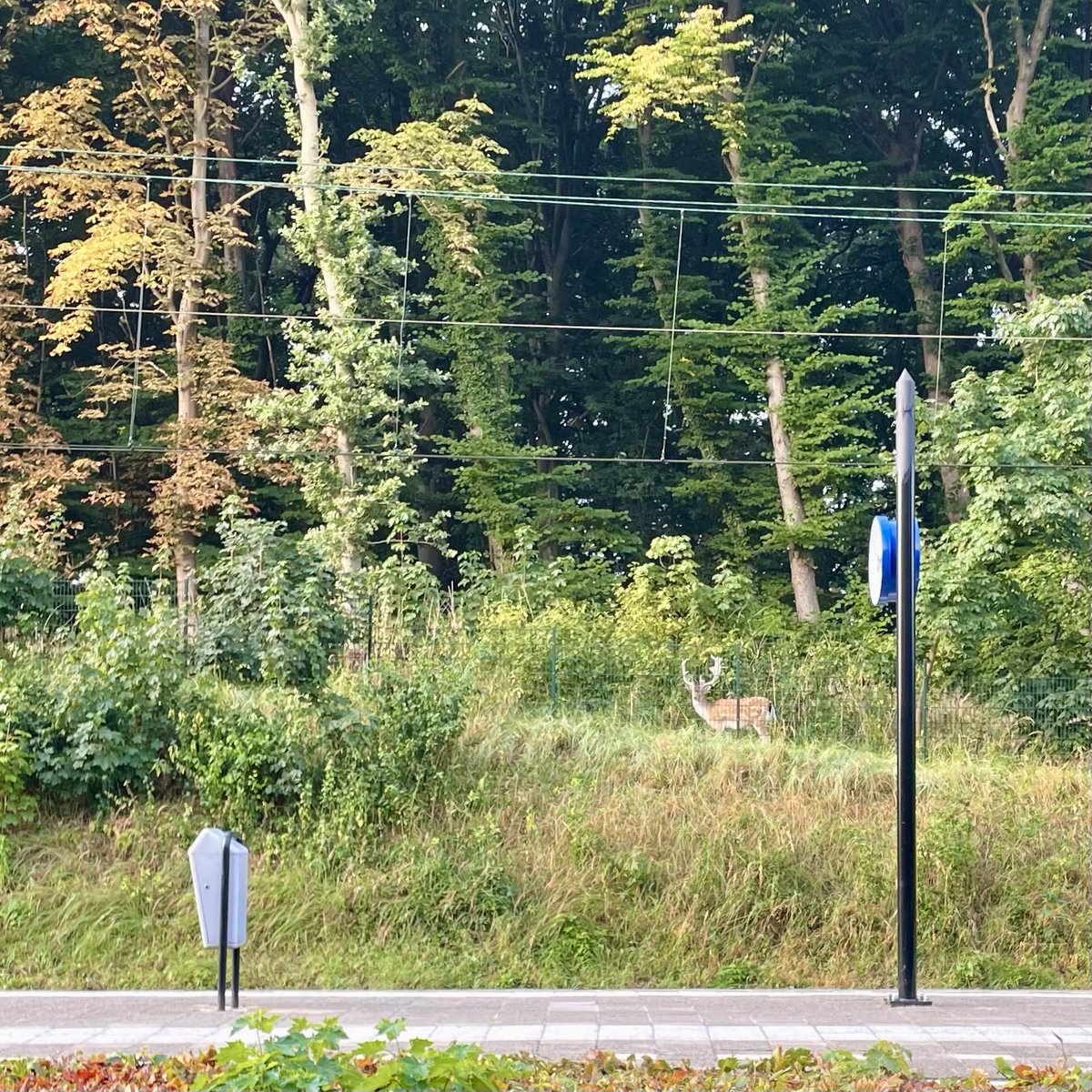 Robert Graat tweet media