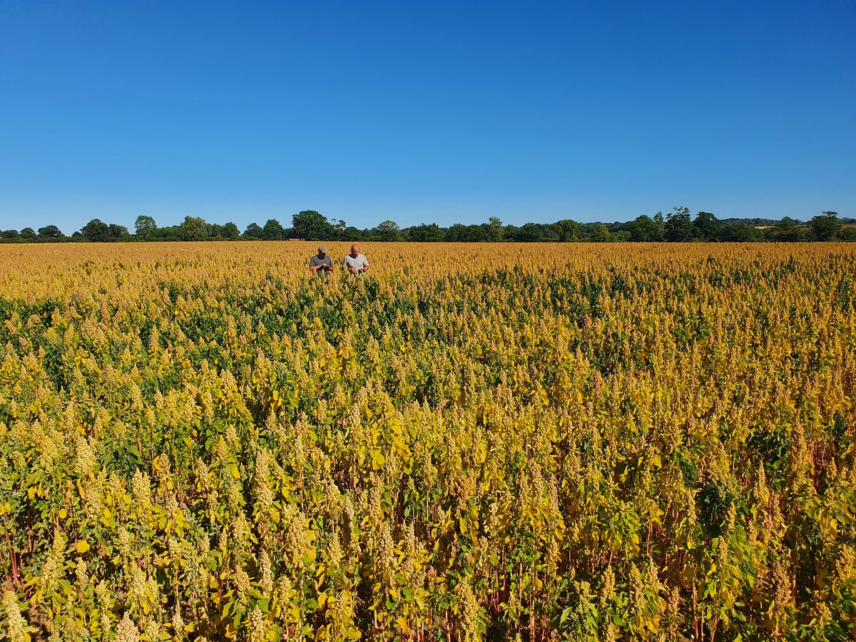 British Quinoa Co tweet media