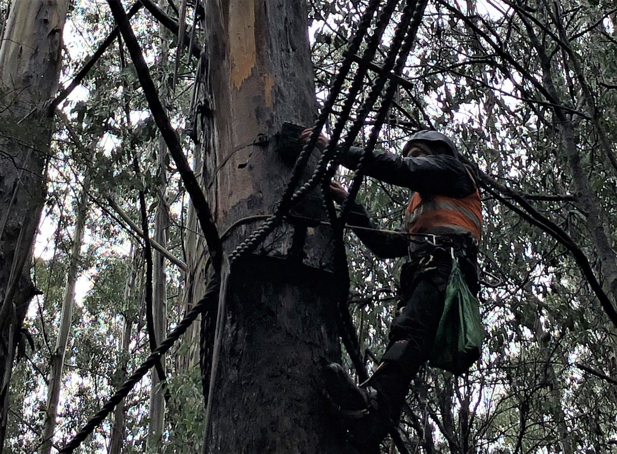 E_R_Australia's tweet photo. A soggy but rewarding day! We are funding camera monitoring of these abandoned #wildlifebridges to see if they are still being used by target species.
If they are, we'll liaise with stakeholders to help repair or replace them. #conservationsolutions #bethechange #ownpic https://t.co/0hQuRZXgCT