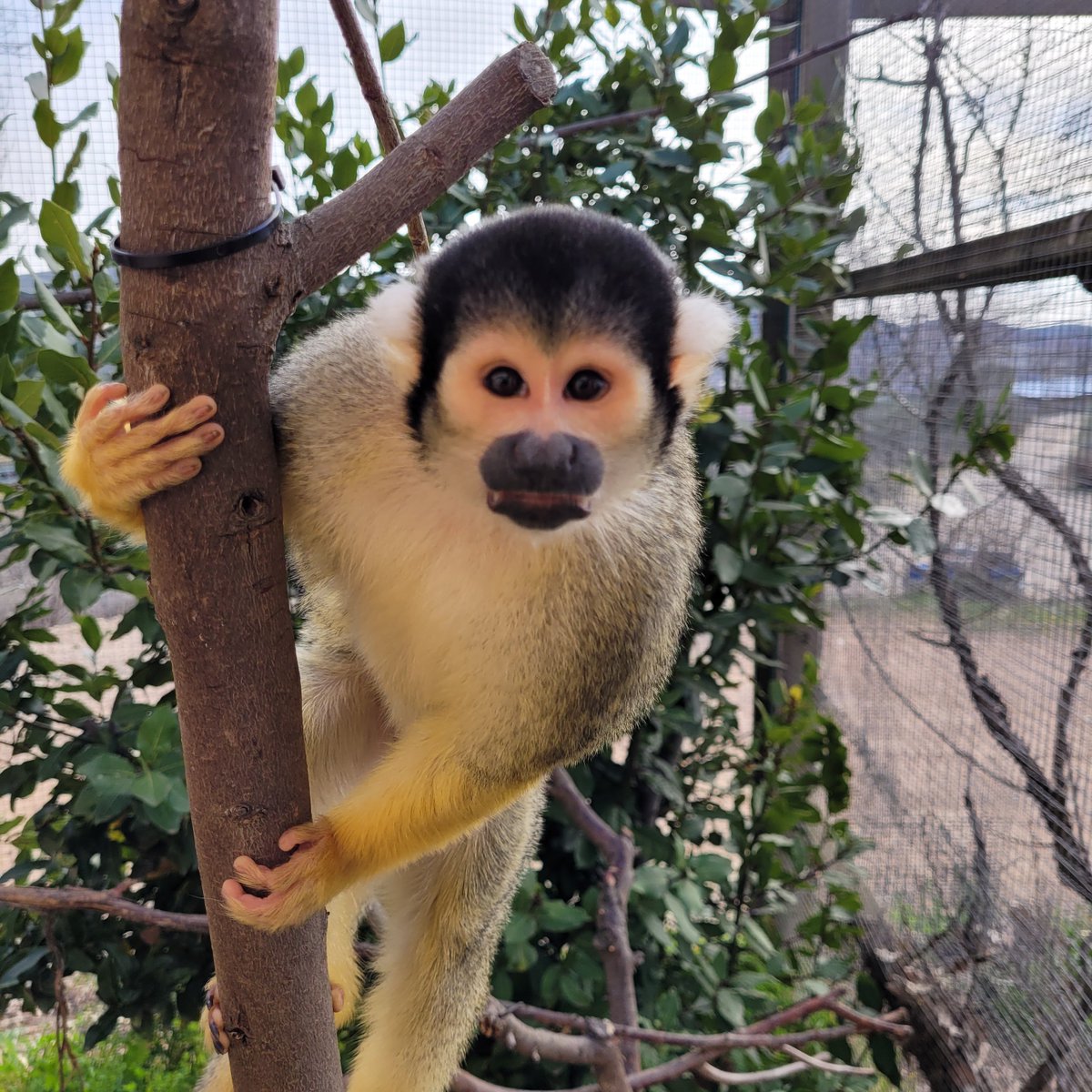 sendaviva's tweet photo. Participa en la nueva actividad 'Charla de saimiris' 🐒🐵y conoce a estos divertidos animales conocidos como monos ardilla.
#Sendaviva #Saimiris #EducaciónAnimal #Charlas #Aprendizaje #Naturaleza #Curiosidades https://t.co/tsxDiSIExg