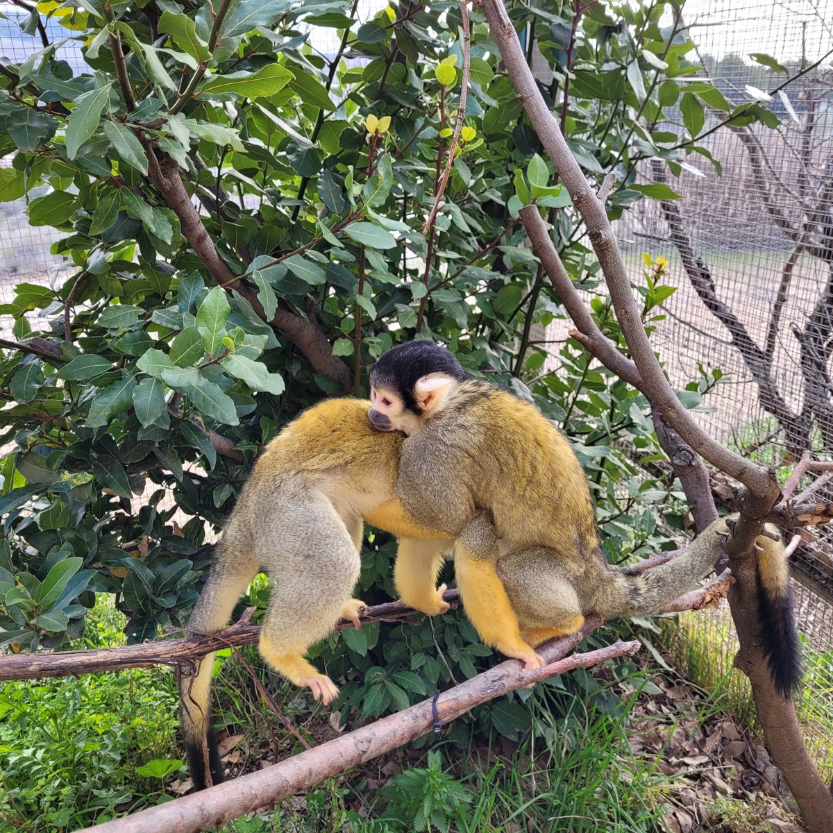 sendaviva's tweet photo. Participa en la nueva actividad 'Charla de saimiris' 🐒🐵y conoce a estos divertidos animales conocidos como monos ardilla.
#Sendaviva #Saimiris #EducaciónAnimal #Charlas #Aprendizaje #Naturaleza #Curiosidades https://t.co/tsxDiSIExg