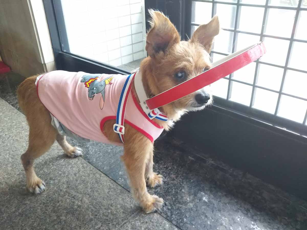 盲目犬 Twitter Search Twitter