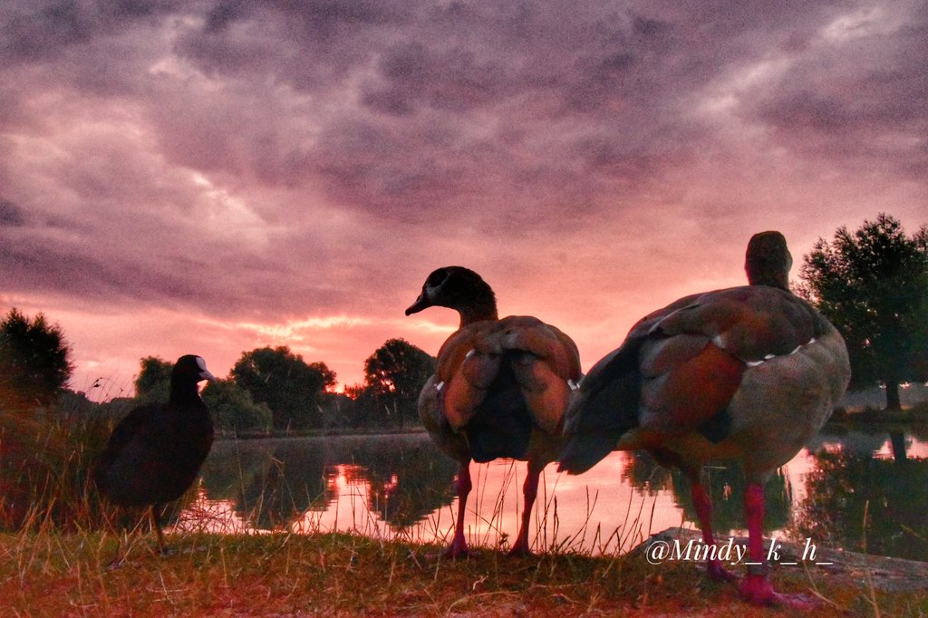 Mindy70161169's tweet photo. Cooler Tuesday sunrisetime moment's..
The ponds are looking low on water, fingers crossed for rain.
#legofmutton #bushypark @theroyalparks @TLTeddington @itvlondon @SallyWeather @BBCWthrWatchers @metoffice @Visit_Richmond1 @heatwave https://t.co/QiB5M6ysHm