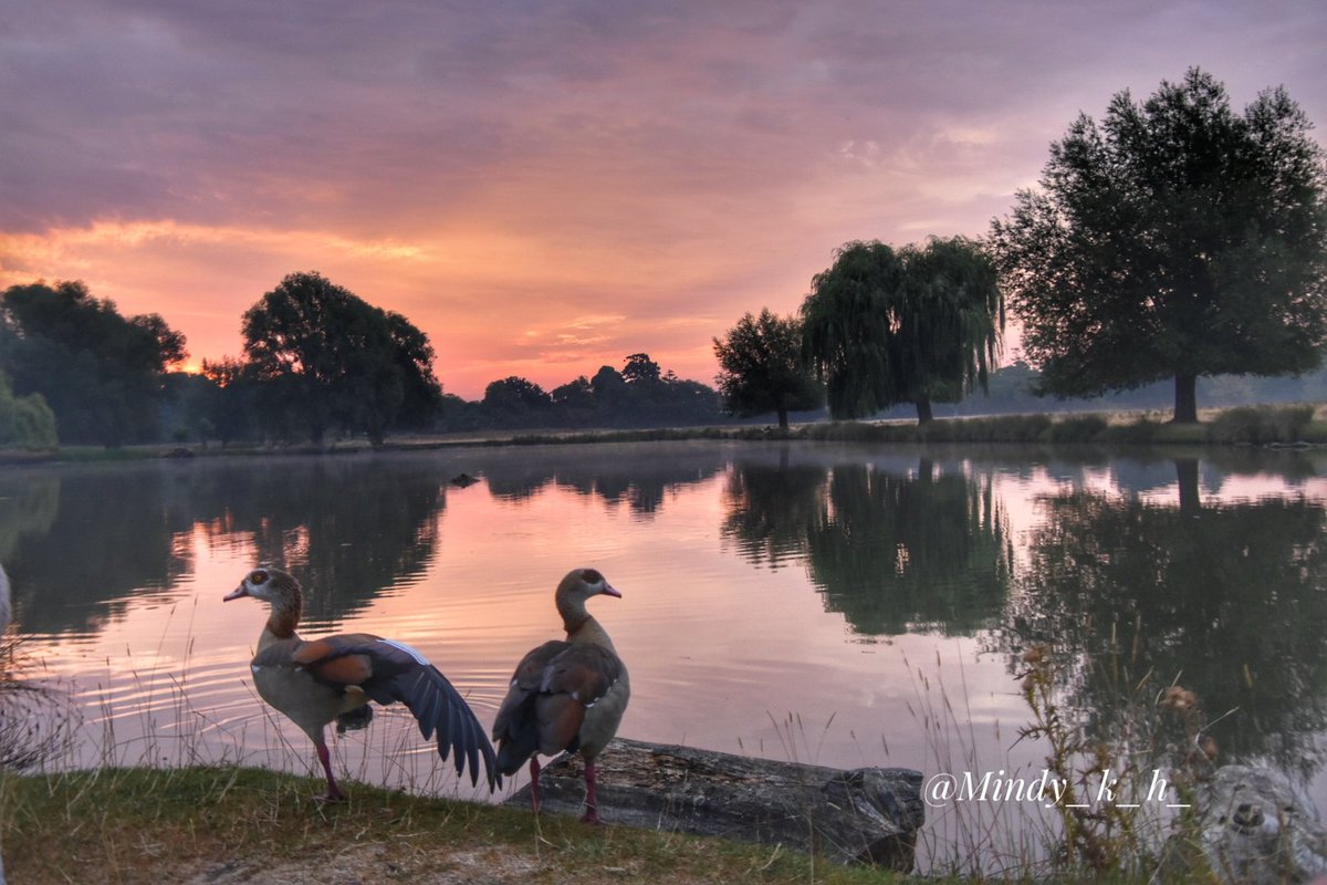 Mindy70161169's tweet photo. Cooler Tuesday sunrisetime moment's..
The ponds are looking low on water, fingers crossed for rain.
#legofmutton #bushypark @theroyalparks @TLTeddington @itvlondon @SallyWeather @BBCWthrWatchers @metoffice @Visit_Richmond1 @heatwave https://t.co/QiB5M6ysHm
