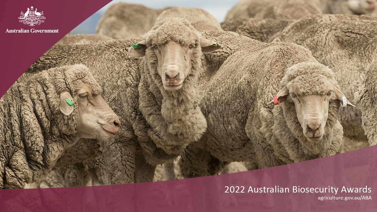 Last chance to nominate an Australian biosecurity hero. Nominations for the 2022 Australian Biosecurity Awards close on 22 August. If you know a #biosecurity champion, put in a nomination today at agriculture.gov.au/ABA  
#AusBioAwards
@DAFFgov