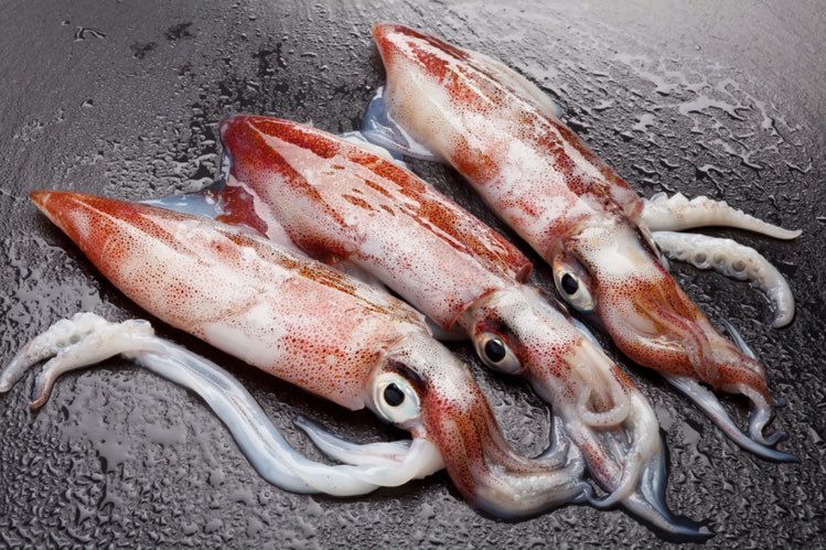 FireAngelsGM's tweet photo. Alright enough is enough. The @Angels need to quit messing around.

@ZachNeto25 as a Miamian, I assume you know how to cook squid? It’s Calamari time! LET’S GO! @ZackNeto_fanpag @trashpandas 

#NetoToTheShow #GoHalos #FirePerry https://t.co/HUrUHxMnvH