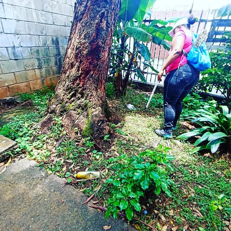 UrbanoCcs's tweet photo. 🦺Inspección de árboles en la parroquias San Agustín, Santa Rosalía y El Valle. 🌳

@gestionperfecta 
@AlcaldiaDCcs 

#PensarComoPaís
#ArmyGamesVzla2022 https://t.co/NWKXrecQev
