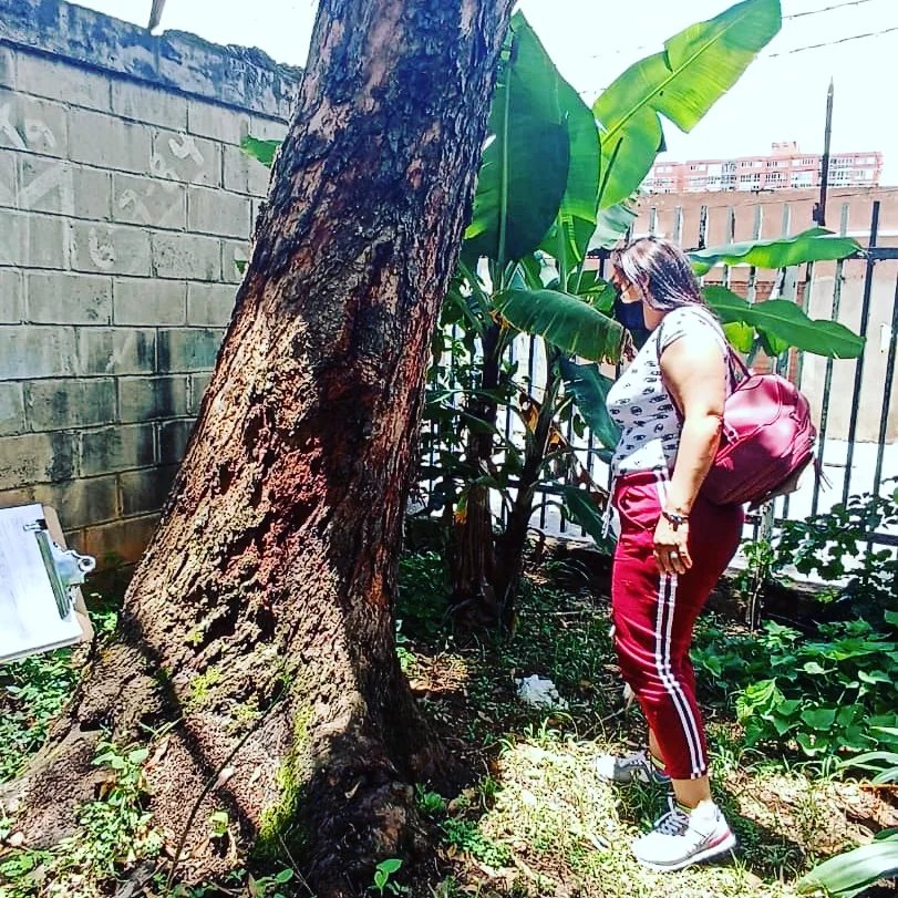 UrbanoCcs's tweet photo. 🦺Inspección de árboles en la parroquias San Agustín, Santa Rosalía y El Valle. 🌳

@gestionperfecta 
@AlcaldiaDCcs 

#PensarComoPaís
#ArmyGamesVzla2022 https://t.co/NWKXrecQev