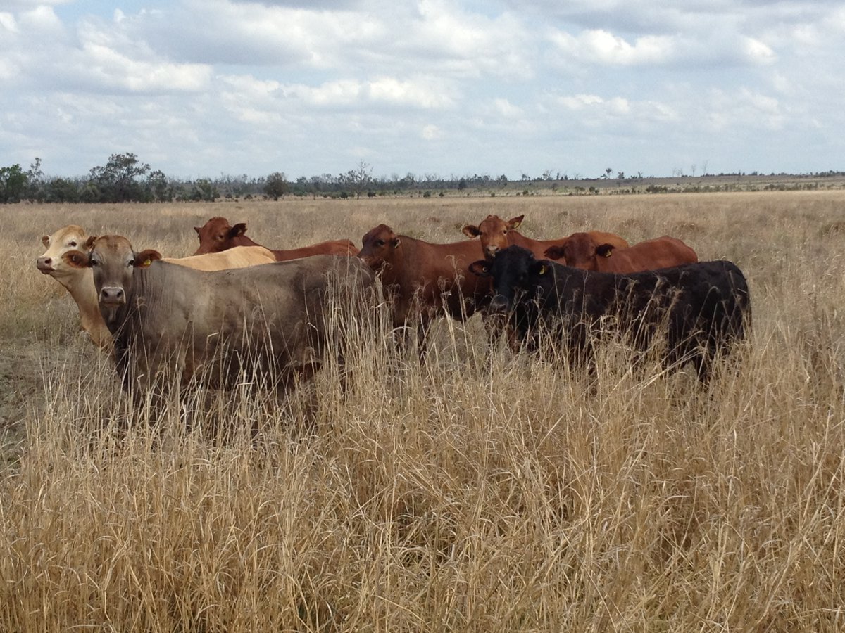 Webinar - Understanding methane supplements. Ainslie Macdonald (Research Fellow <a href="/UniMelb/">University of Melbourne</a>) discusses the efficiency, safety, cost, and impacts of two leading methane mitigation options: Bovaer and Asparagopsis. 23 August, 12:30 PM AEST bit.ly/3QcTLXq