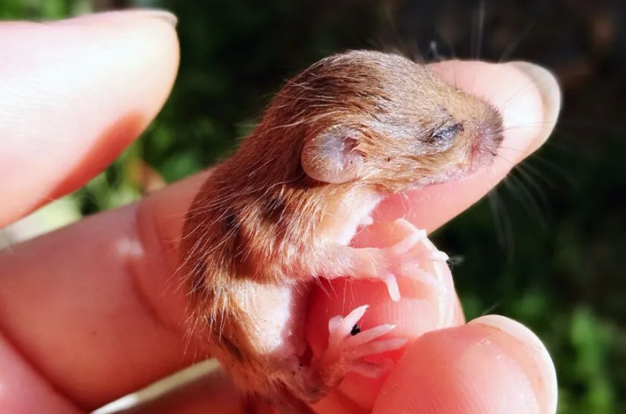 arunlovy's tweet photo. Do You Know:
Newly reported #LANGYA henipavirus (LayV) from China, doesn't seem to spread easily in human beings & is NOT fatal, however it may cause #RESPIRATORY SYMPTOMS e.g. FEVER, COUGH & FATIGUE.
#LayV is suspected of passing to humans through SHREWS animals.
@WHO @PMOIndia https://t.co/vZCO8iMc2j