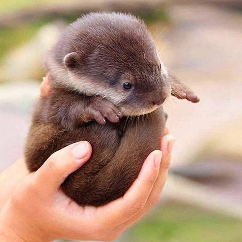OtterAnHour's tweet photo. https://t.co/kii9TH8O9Y