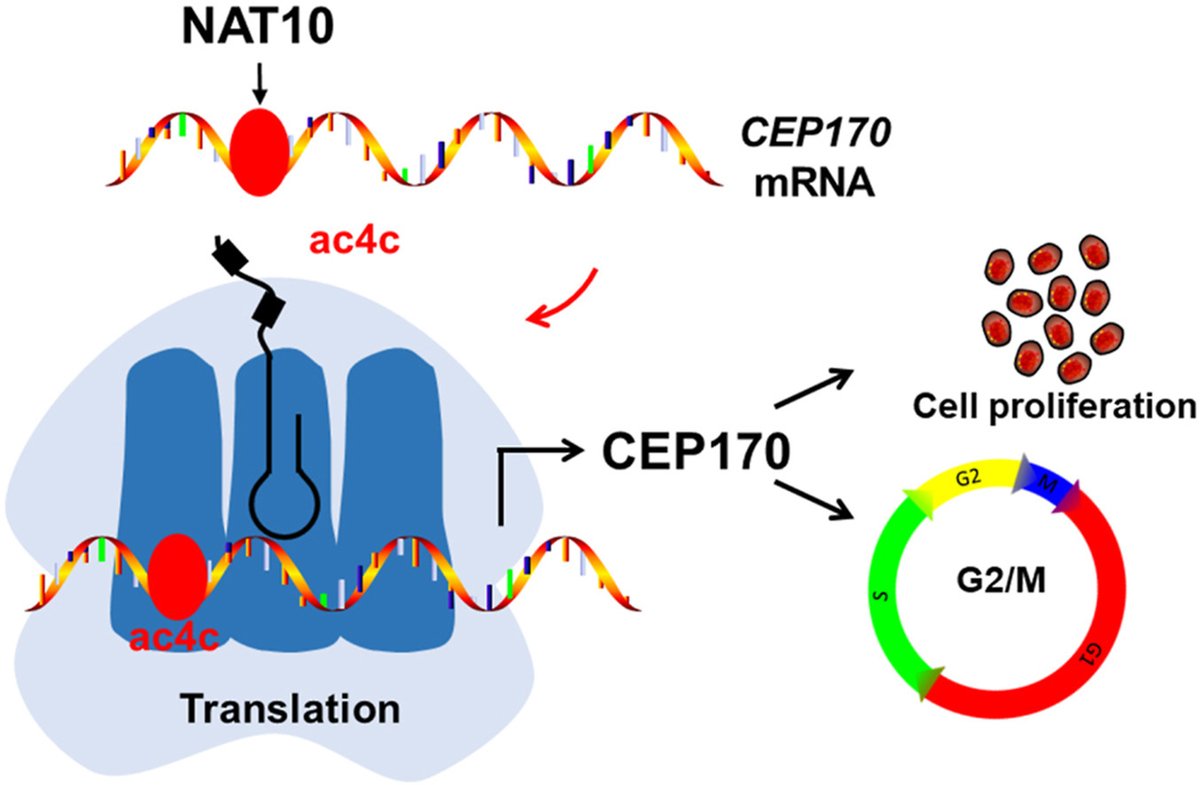 ActaPharmSinB's tweet photo. Article✍️#NAT10 promotes cell proliferation by acetylating #CEP170 mRNA to enhance translation efficiency in multiple #myeloma.
https://t.co/JXi96UfwLT https://t.co/ThFvMKqpiN