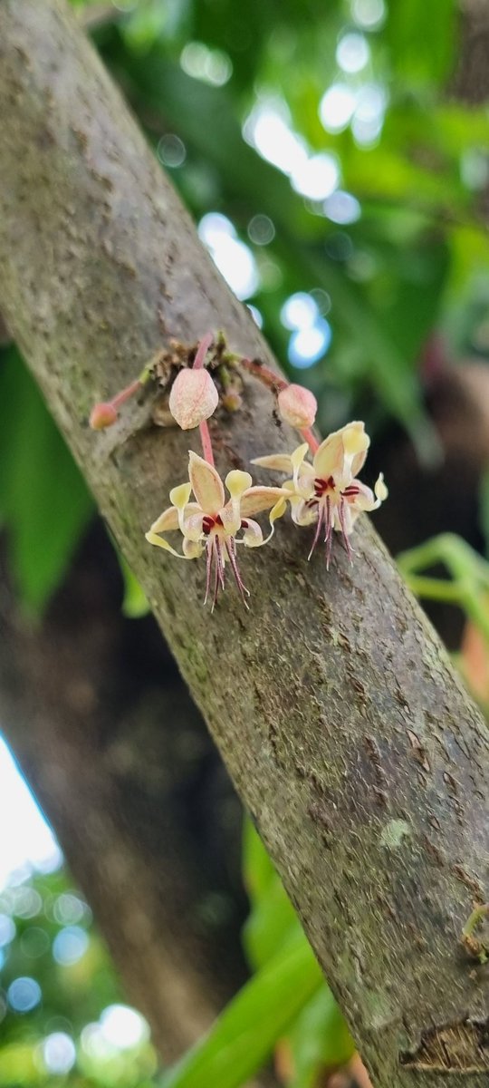 vecakawa's tweet photo. La FLOR responsable del CHOCOLATE. Aquí todo el origen. En esta belleza!! #LaAcademiaGranFinal https://t.co/17G8evy5Fu