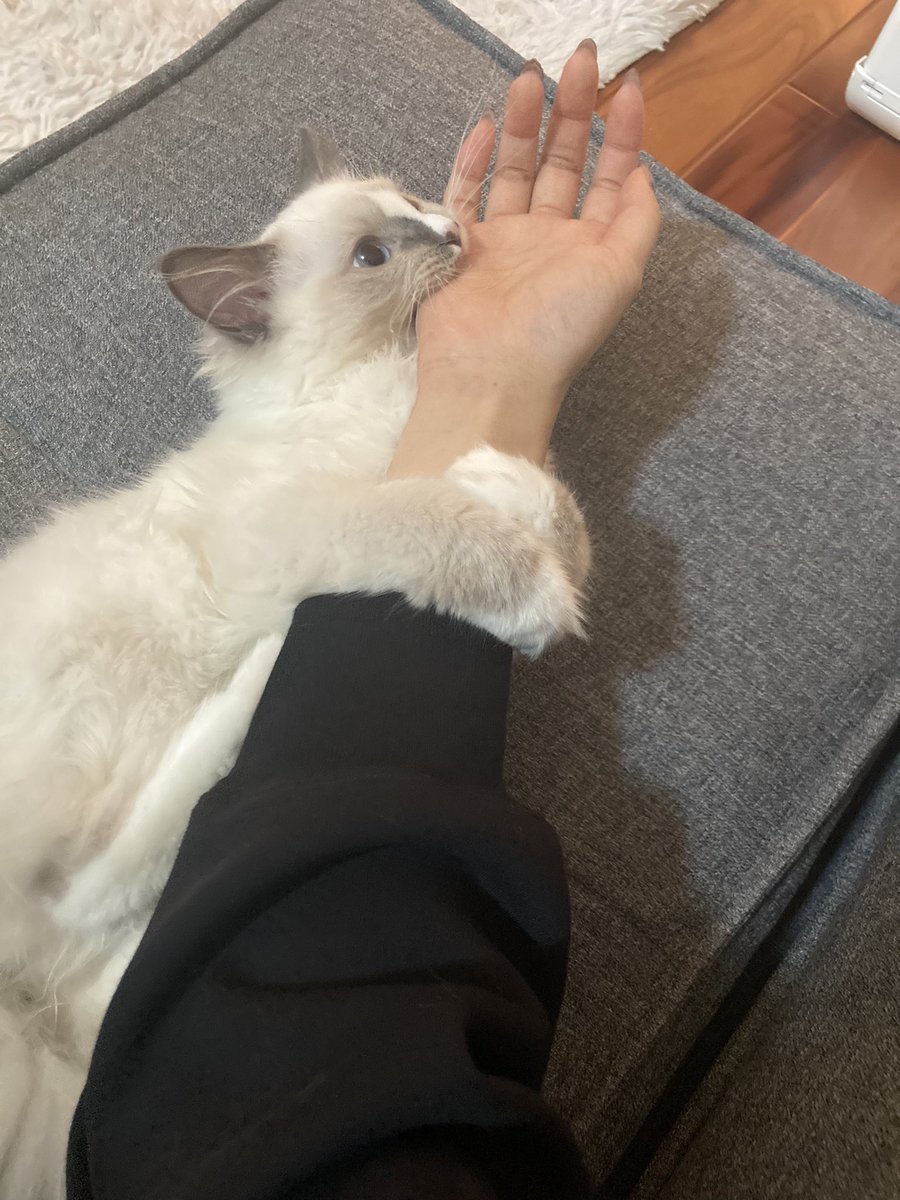 Twmmm1129's tweet photo. こんなに可愛くていいのか？猫 https://t.co/TvauLhfKA7