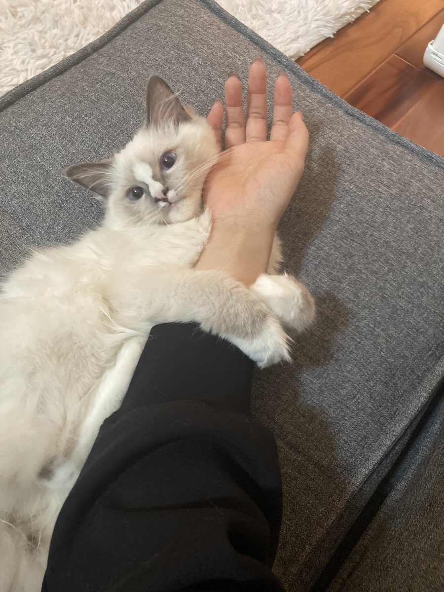 Twmmm1129's tweet photo. こんなに可愛くていいのか？猫 https://t.co/TvauLhfKA7