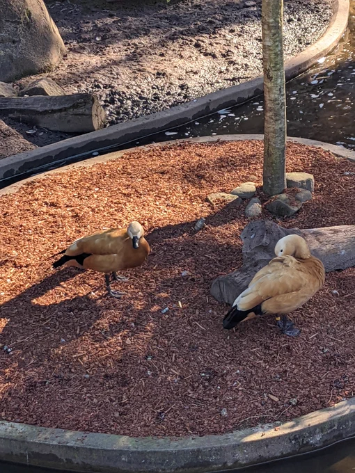 The duckies and capybaras were very cute 