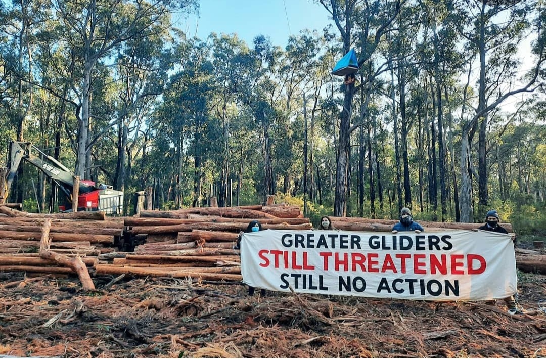 JCrooka's tweet photo. Here in Victoria you can be jailed for a year 🔒 and fined $21,000 for protecting public land and wildlife 🐨🪵and have politicians falling over themselves to legislate.....Block a hospital and stop people getting treatment, they sit on their hands✋️  #springst https://t.co/sIo6wm29mb